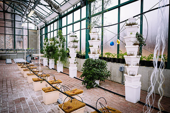 The hydroponic greenhouse at Henry Ford Hospital in West Bloomfield