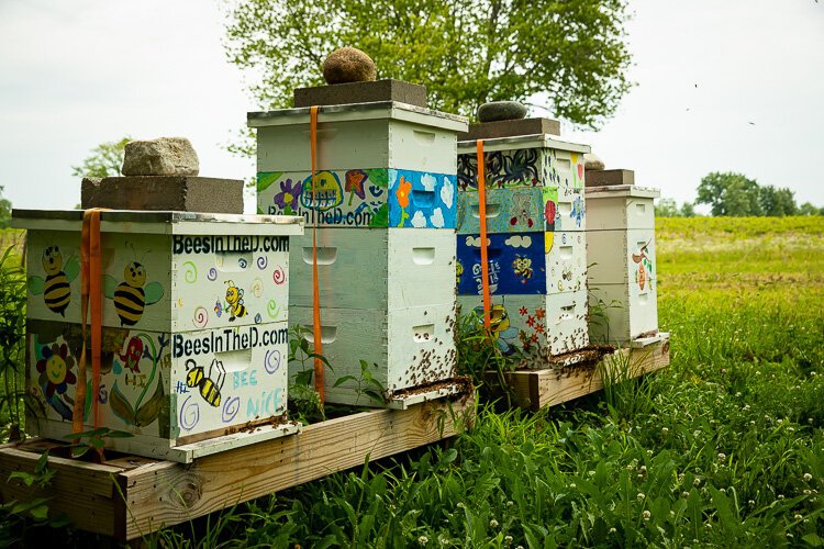 Apiaries at Youngblood Farms. Photo by David Lewinski.