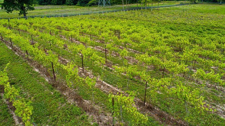  Youngblood Farms. Photo by David Lewinski.