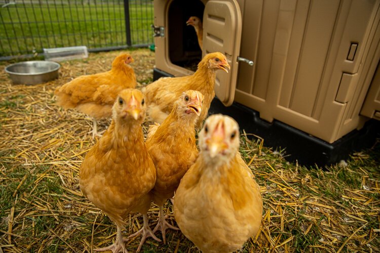  Youngblood Farms. Photo by David Lewinski.