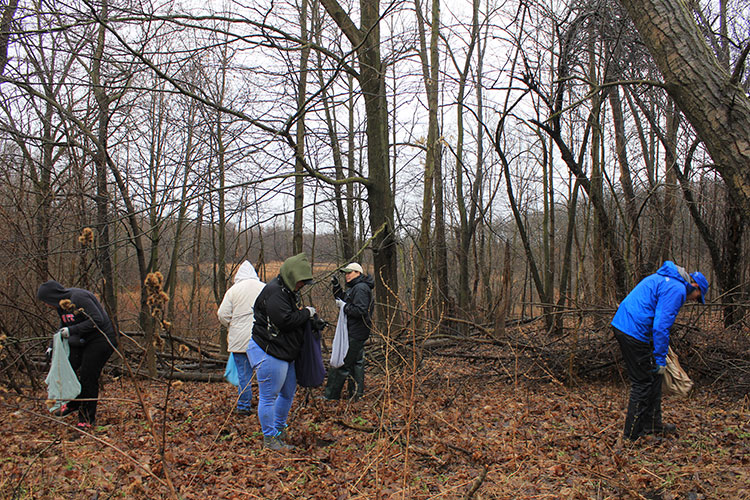 Volunteers pull garlic mustard. Photo by Allison Torres Burtka.