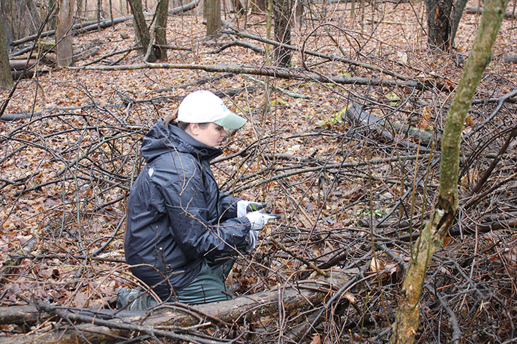 Volunteers pull garlic mustard. Photo by Allison Torres Burtka.