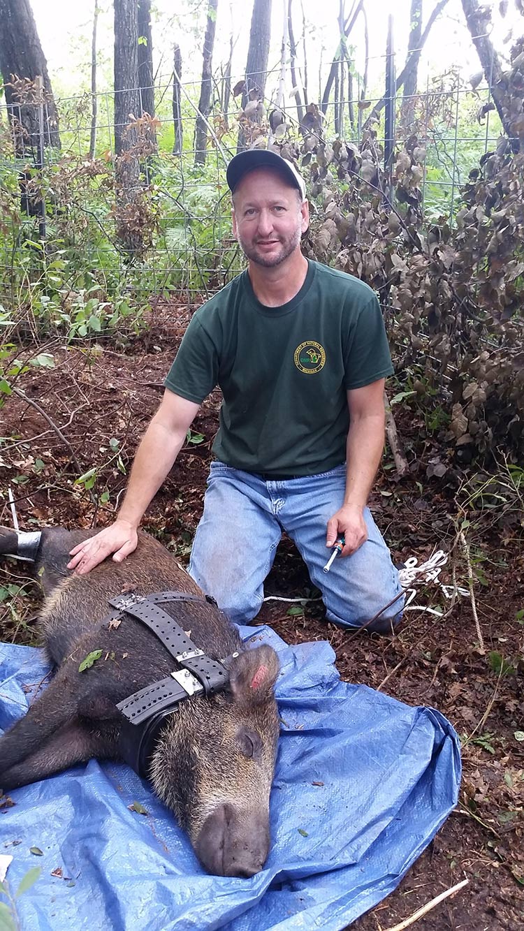 The boar in the photo was tranquilized to fit a satellite radio collar for monitoring its movements and to locate additional feral swine for lethal removal.  This particular animal led us to approximately 6 other feral swine that were removed. Photo courtesy Dwayne Etter.