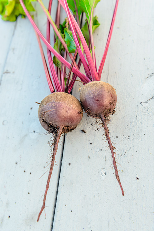Beets at Hamtown Farms. Photo by Doug Coombe.