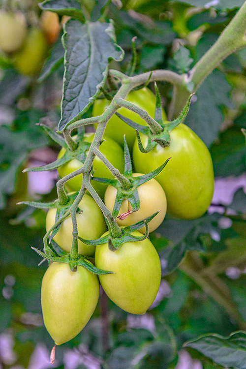 Grape tomatoes at Hamtown Farms. Photo by Doug Coombe.