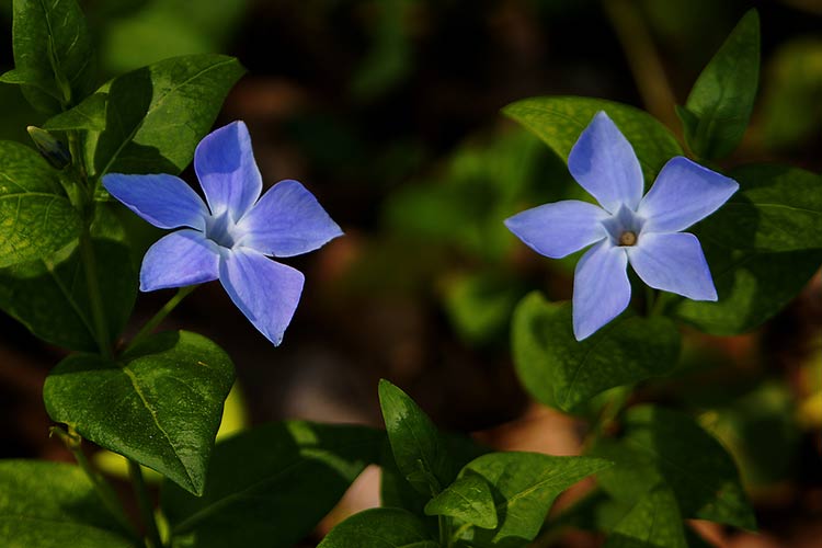 Vinca. Credit Ferran Pestana via Flickr.
