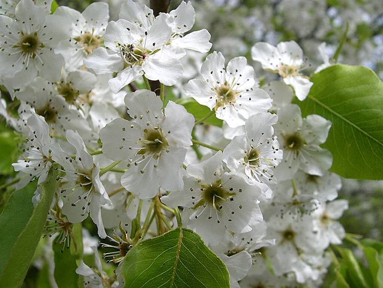 Bradford pear. Credit: Jay Sturner via Flickr.