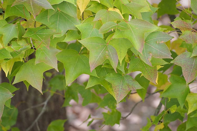Sweetgum. Credit: Wikimedia commons.