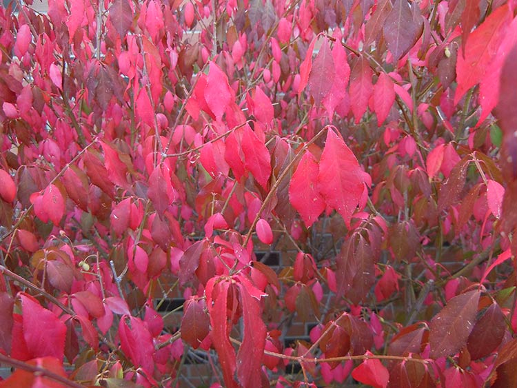 Burning-bush. Credit: Wikimedia commons.