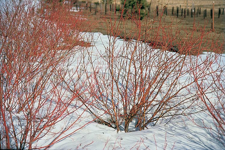 Red-osier dogwood. Credit: Wikimedia commons.