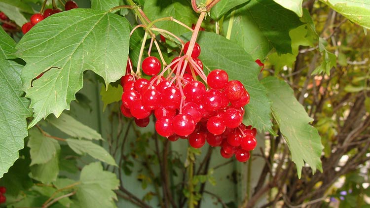 Highbush cranberry. Credit: Andrew Kaz via Flickr.