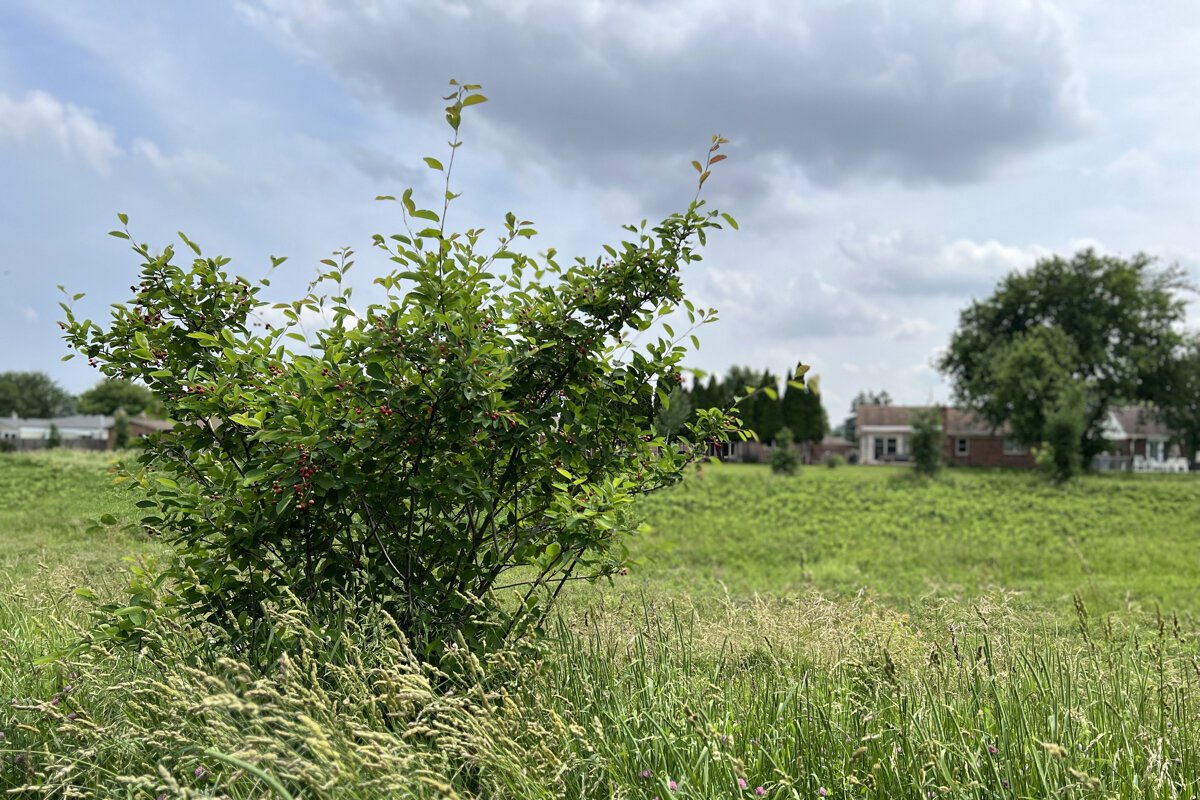 Native plants working toward sustainability goals on the butterfly flyway in Sterling Heights.