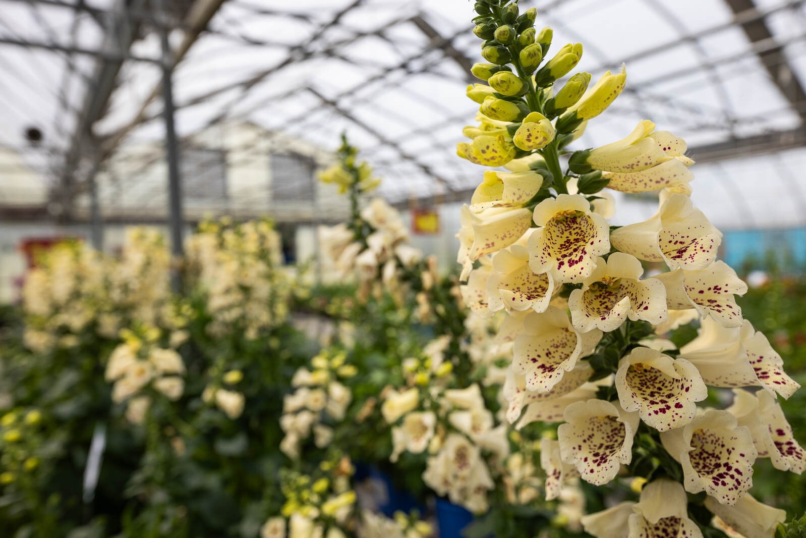 Deneweth’s Garden Center 