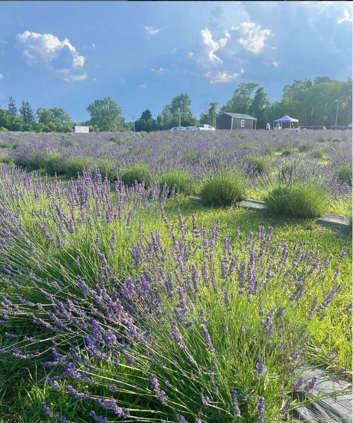 A view of the Romeo Lavender Farm in Bruce Township. Photo: Courtesy of Nick Batsikouras. 