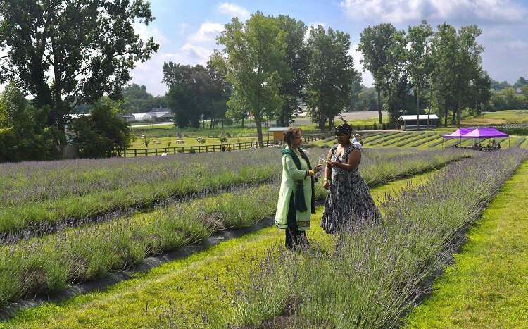 Indigo Lavender Farm. Photo: Leslie Cieplechowicz