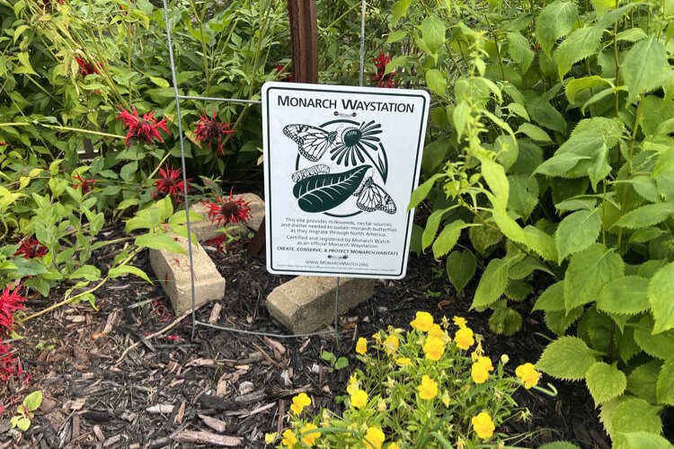 Providing habitat for butterflies and other pollinators is a priority in Sterling Heights, from the Butterfly Flyway to this butterfly garden at the city’s Nature Center.