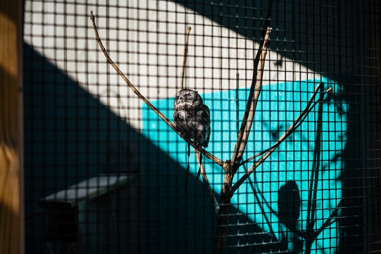 Mortimer, a screech owl, perches on a tree in his enclosure at the Stage Nature Center in Troy.