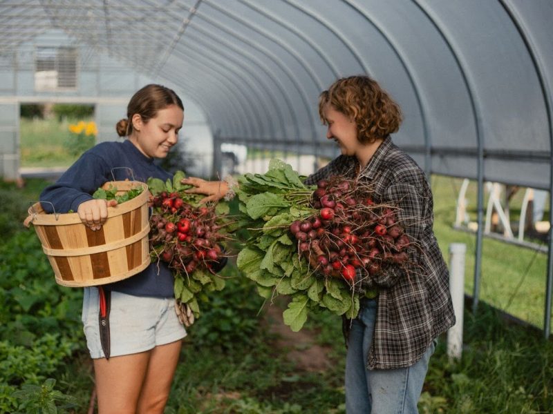 Cold Frame Farm in Romeo uses enclosed beds to extend the growth and harvest season.