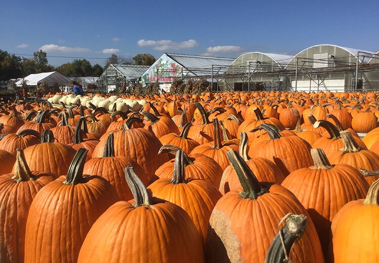 Fall is one of the busiest seasons for the Van Thomme Greenhouses. Photo supplied.