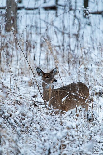A deer at Stony Creek.