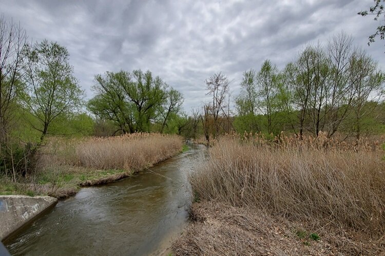 Phragmites along the Clinton River Trail.