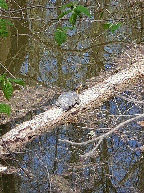 A Blanding's turtle at the CRT
