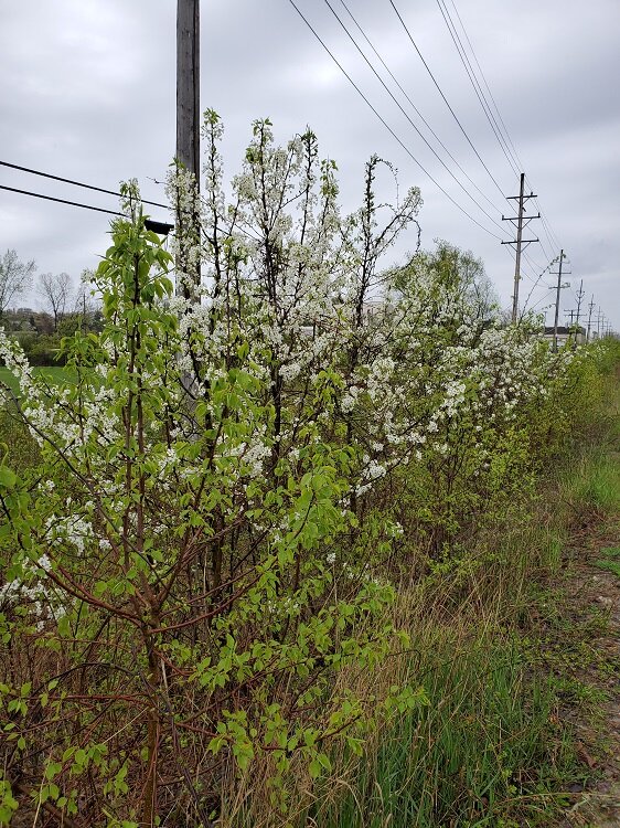 A callery pear