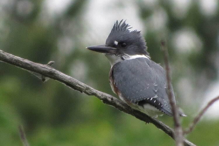 Belted kingfisher