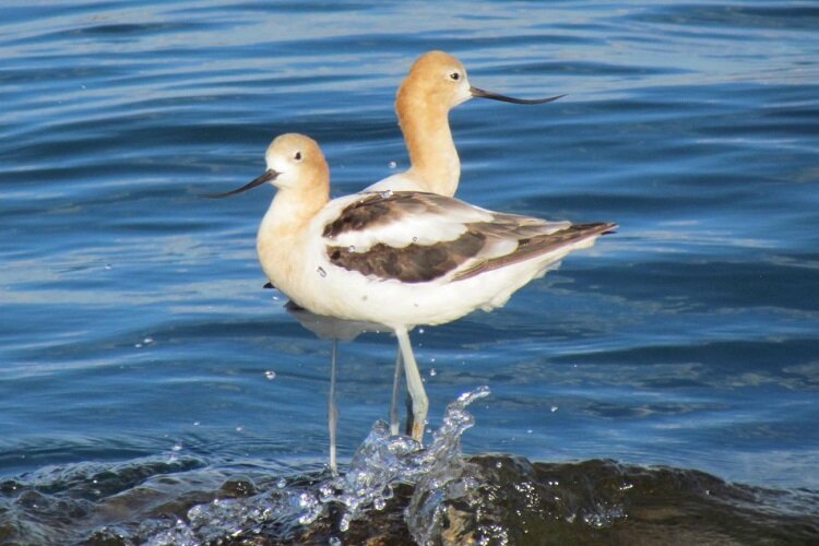 American avocets