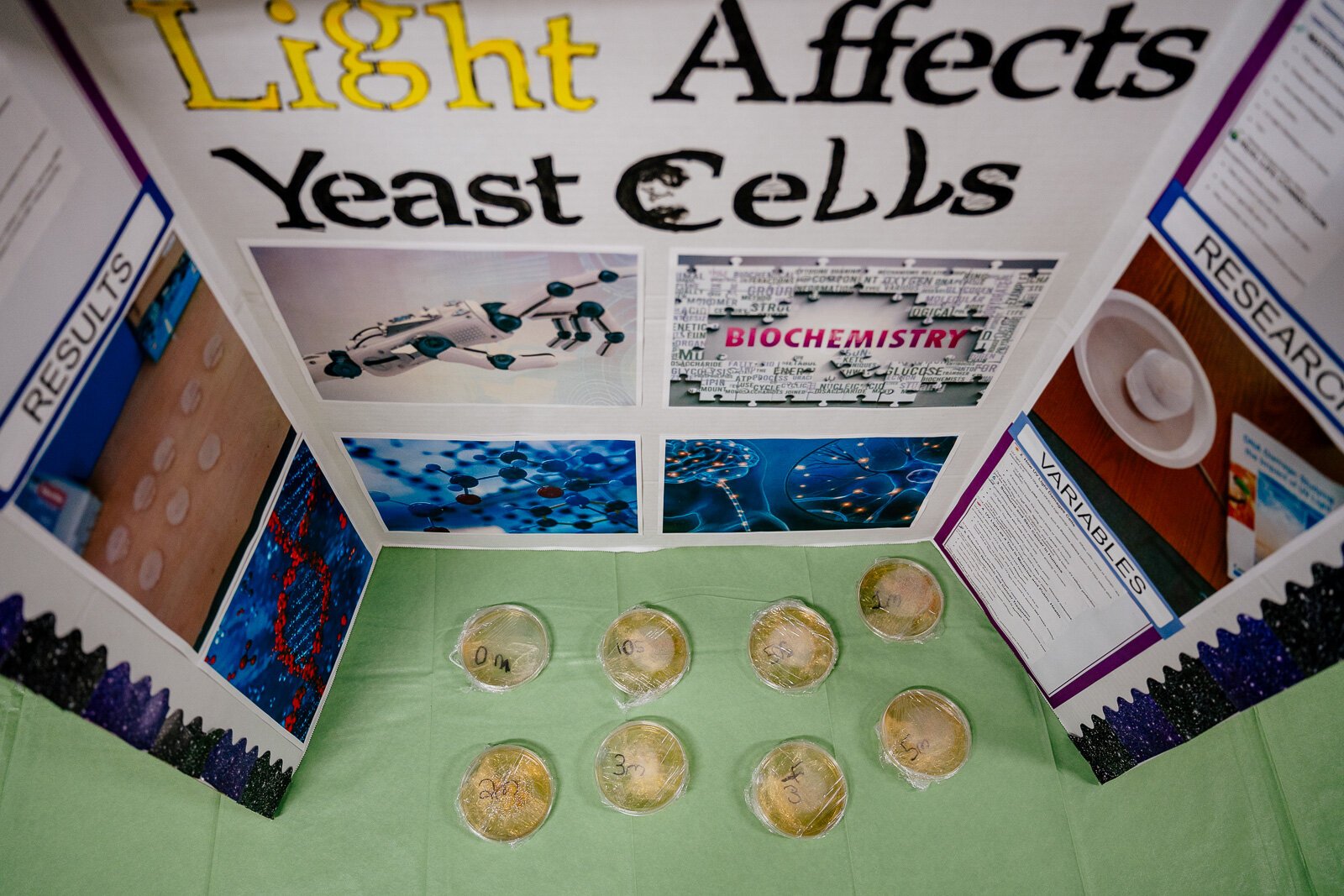 Supplemental Science student James Johnson's exhibit on how ultraviolet light affects yeast cells.