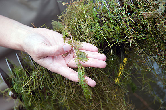 Sarah LeSage with Eurasian Watermilfoil (invasive) in a Lansing lake