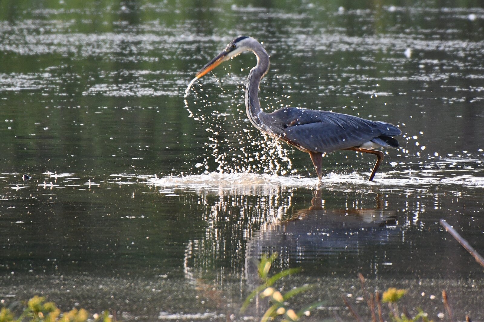 Jeff Ebaugh captured this image, earning second place in the Sterling Heights Nature Center's photo competition this year. 